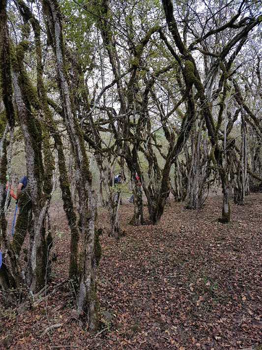 نمایی از جنگل الیمستان