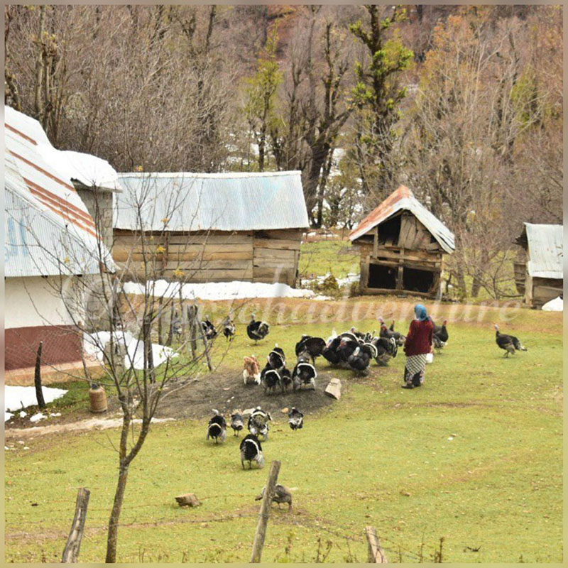 پرندگان در پیمایش جنگلی پینه خوار