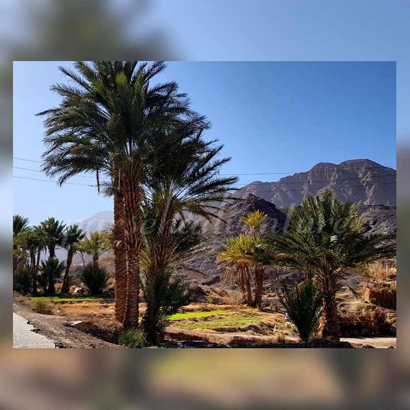 طبیعت زیبای کرمان