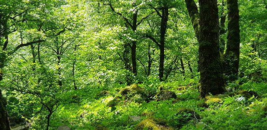 نماب زیبایی از پیمایش جنگلی گیلانده