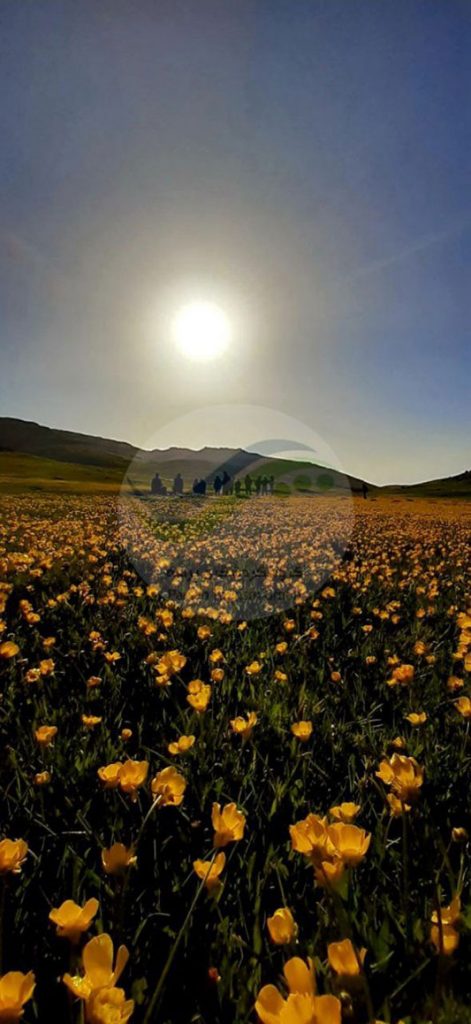 زیبایی گل ها در پیمایش دریاچه نئور به سوباتان بهار 99