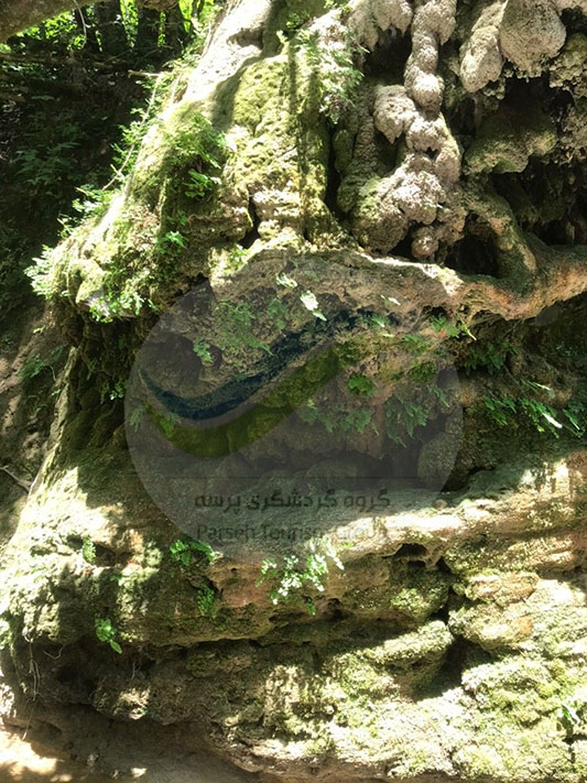 سفر یک روزه به پلنگ‌دره در تابستان
